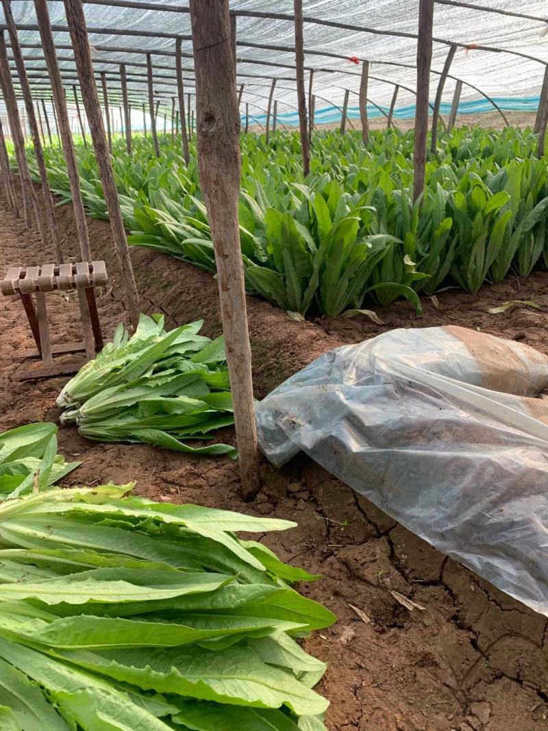 油麦菜，大量上市一手货源，质量很好，高度30～40公分