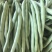 四季豆（广西合浦大量供应四季豆）欢迎大量收购