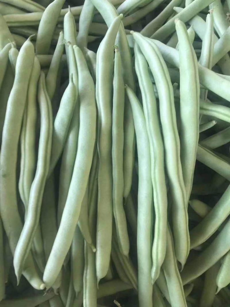 四季豆（广西合浦大量供应四季豆）欢迎大量收购