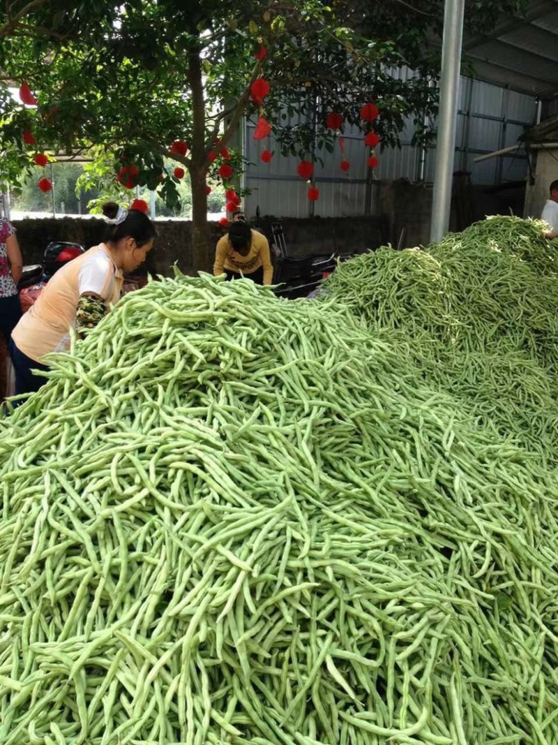四季豆（广西合浦大量供应四季豆）欢迎大量收购