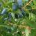 蓝靛果树苗，批发蓝靛果苗，当年栽植少量挂果