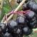 不老莓，结果鲜食黑果花楸苗，不老莓果可以泡酒，鲜食品质好