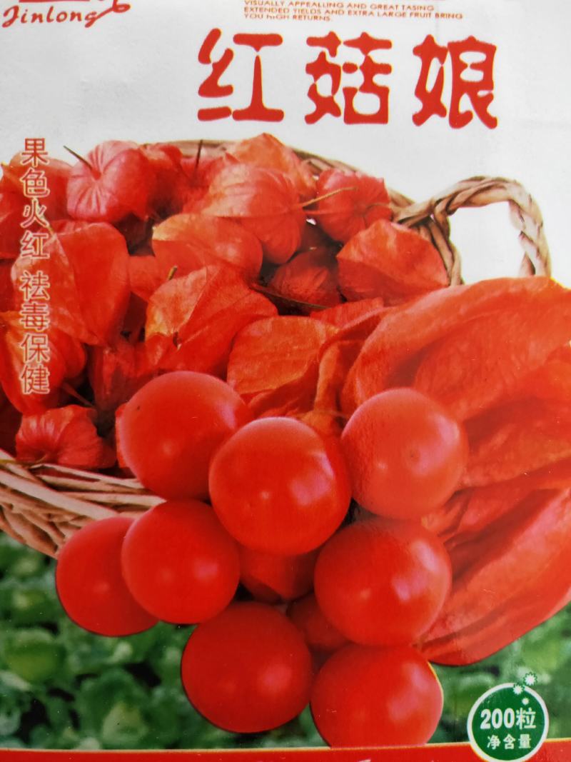 菇娘籽菇娘鲜籽，大菇娘籽，现在开始播籽当年就能收果，果个