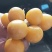 菇娘籽菇娘鲜籽，大菇娘籽，现在开始播籽当年就能收果，果个