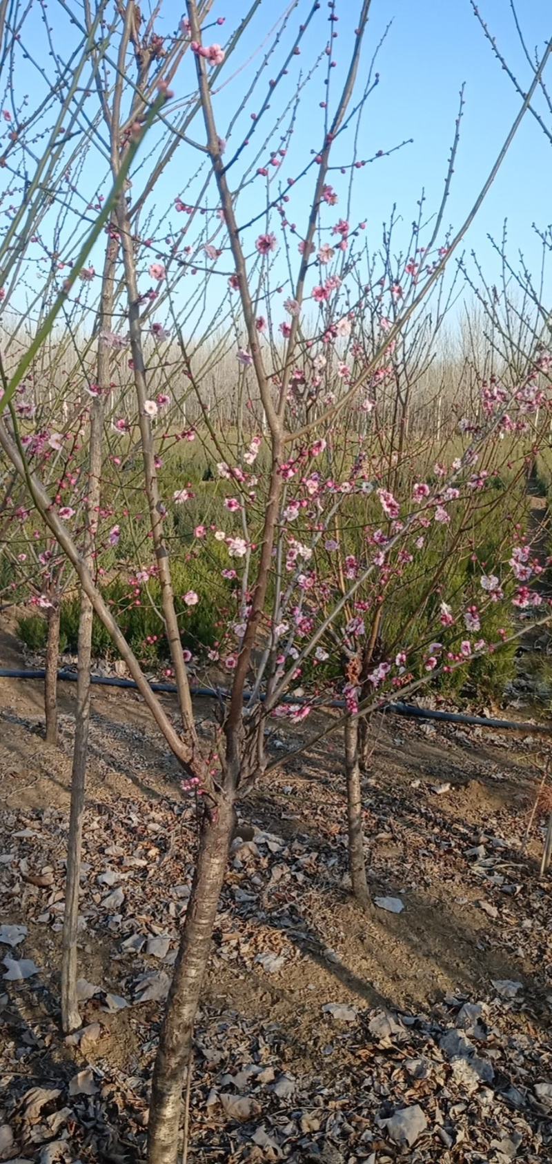 精品红梅，美人梅，宿迁市