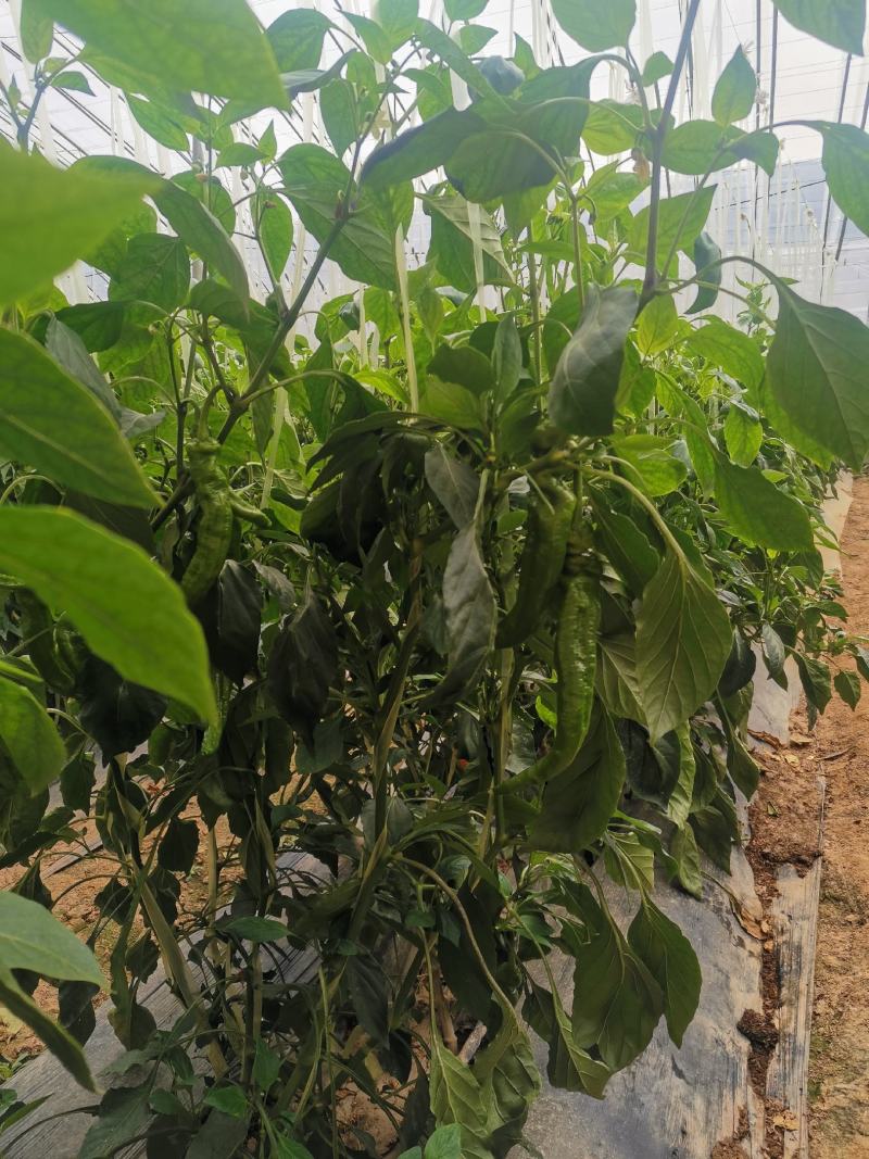 精品螺丝辣椒大量上市，欢迎广大客商前来采购