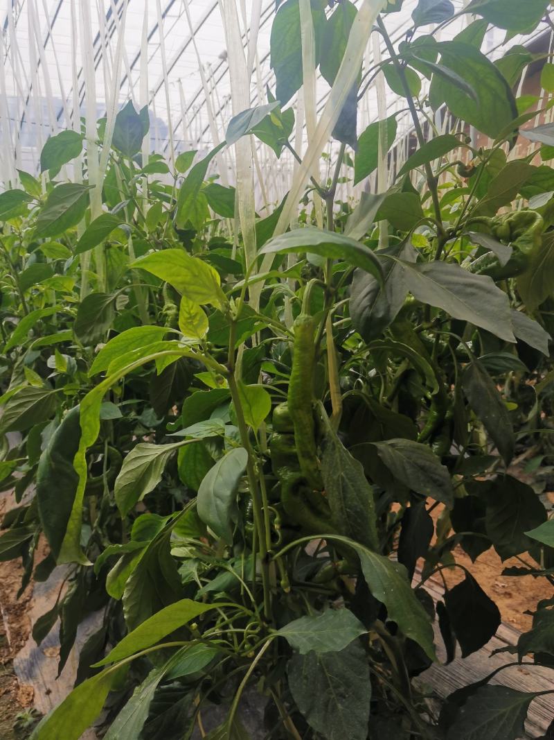 精品螺丝辣椒大量上市，欢迎广大客商前来采购