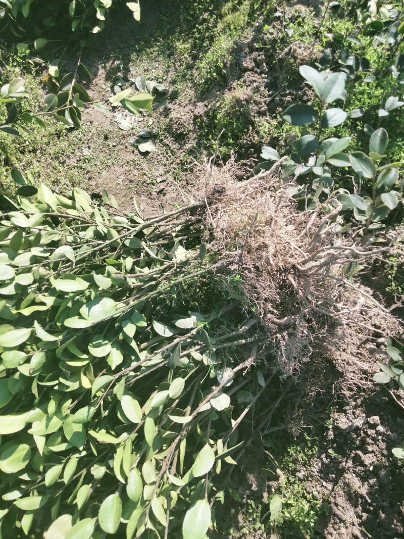 本基地培育长林高产嫁接油茶树苗，物美价廉欢迎新老客户光临