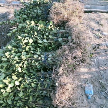 本基地培育长林高产嫁接油茶树苗，物美价廉欢迎新老客户光临