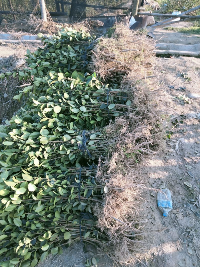 本基地培育长林高产嫁接油茶树苗，物美价廉欢迎新老客户光临