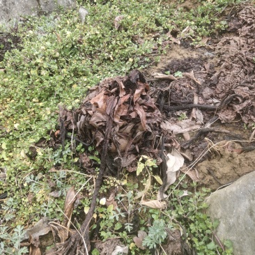 大黄种芽正宗马蹄大黄.......