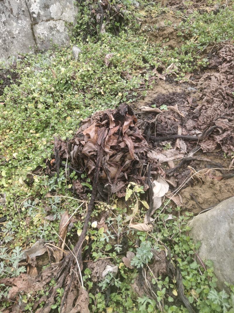 大黄种芽正宗马蹄大黄.......