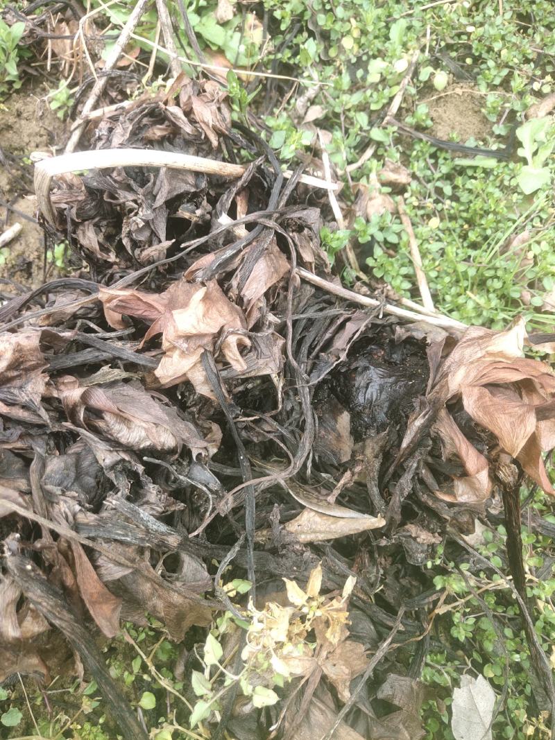 大黄种芽正宗马蹄大黄.......