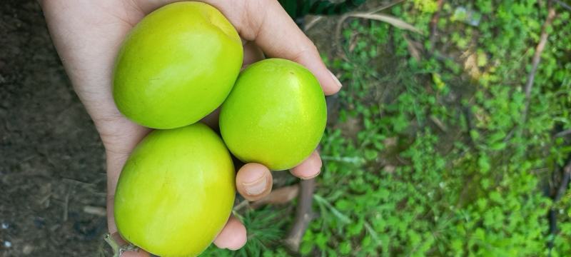 新鲜蜜丝枣新鲜上市，每天现摘现发，诚信代办