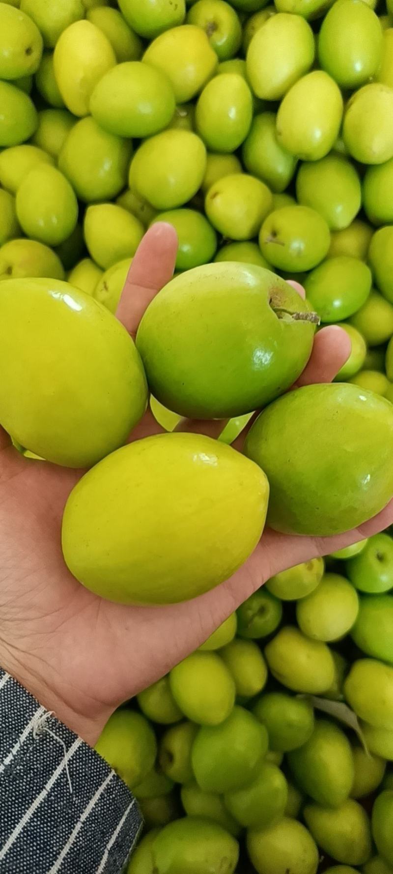 新鲜蜜丝枣新鲜上市，每天现摘现发，诚信代办