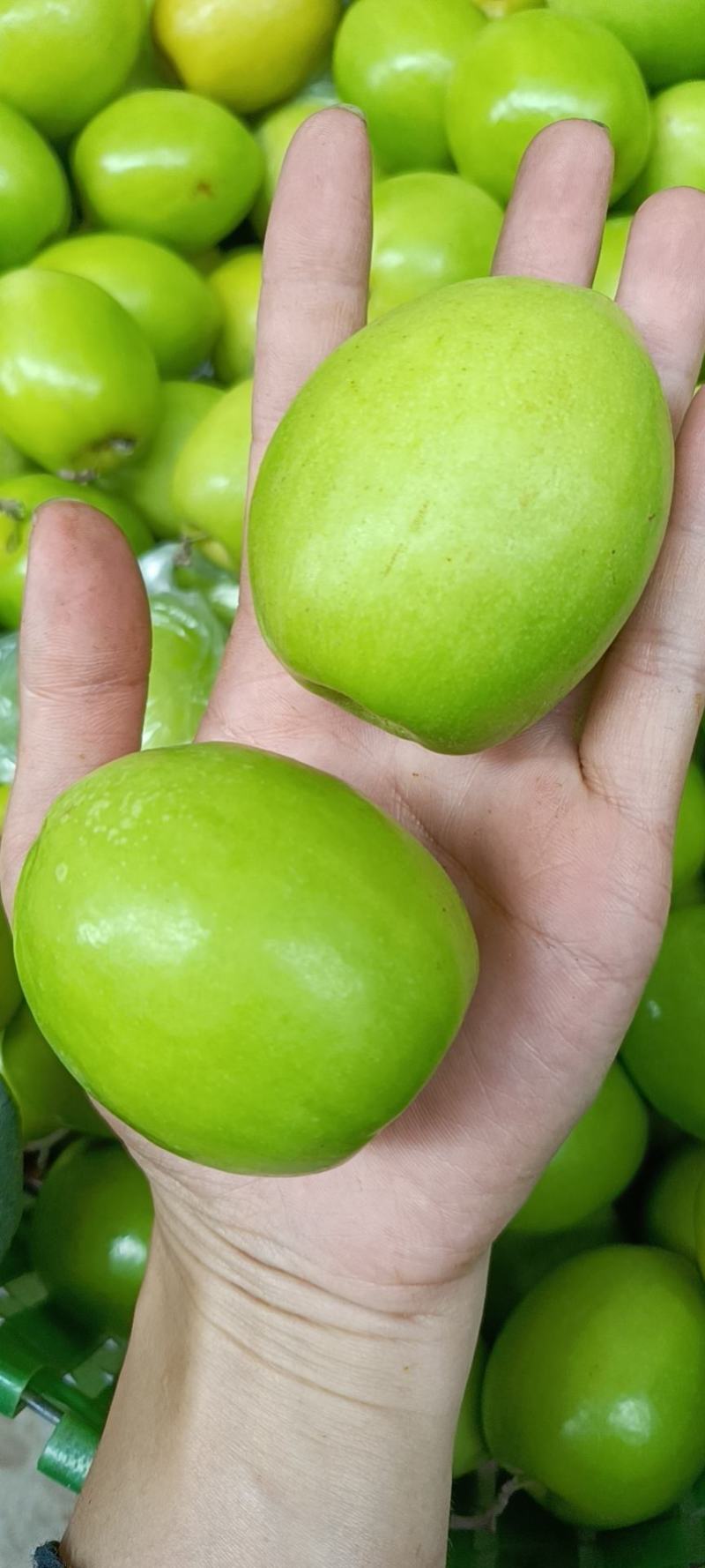 新鲜蜜丝枣新鲜上市，每天现摘现发，诚信代办