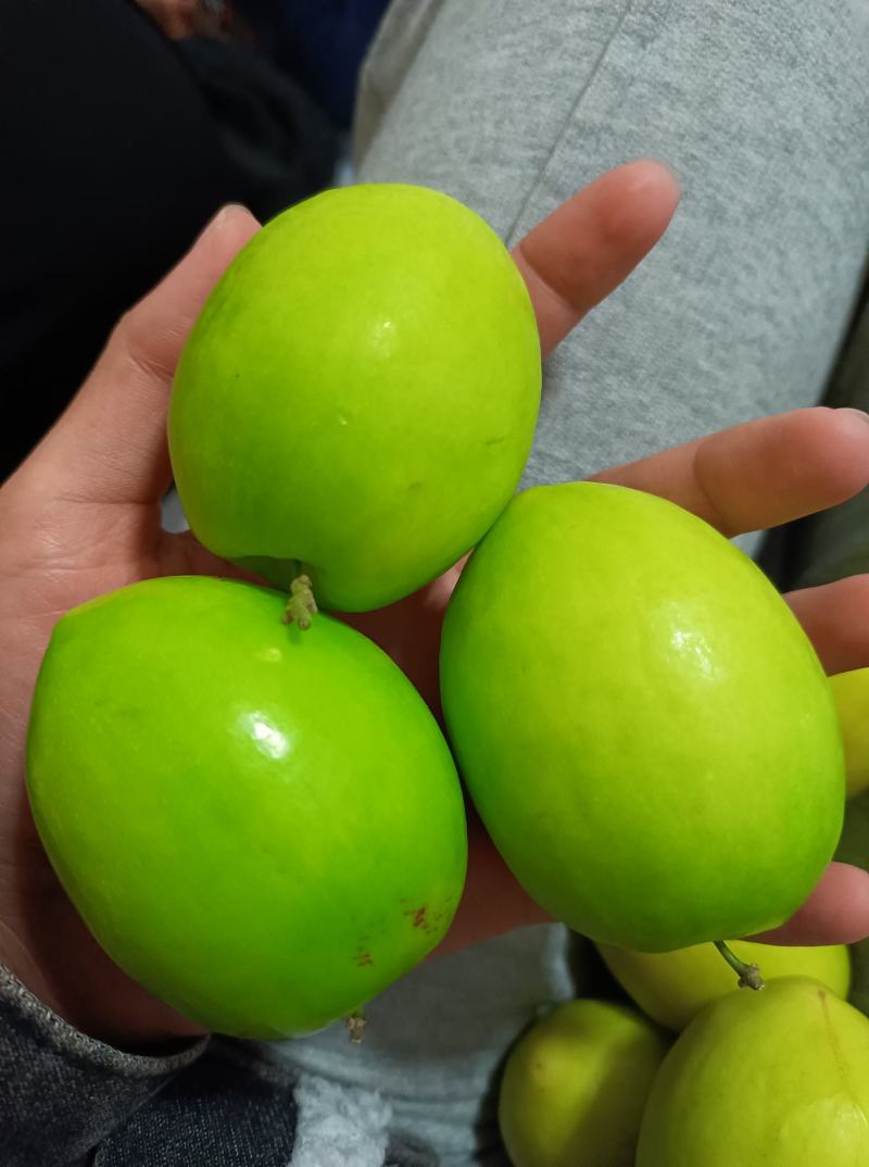 新鲜蜜丝枣新鲜上市，每天现摘现发，诚信代办