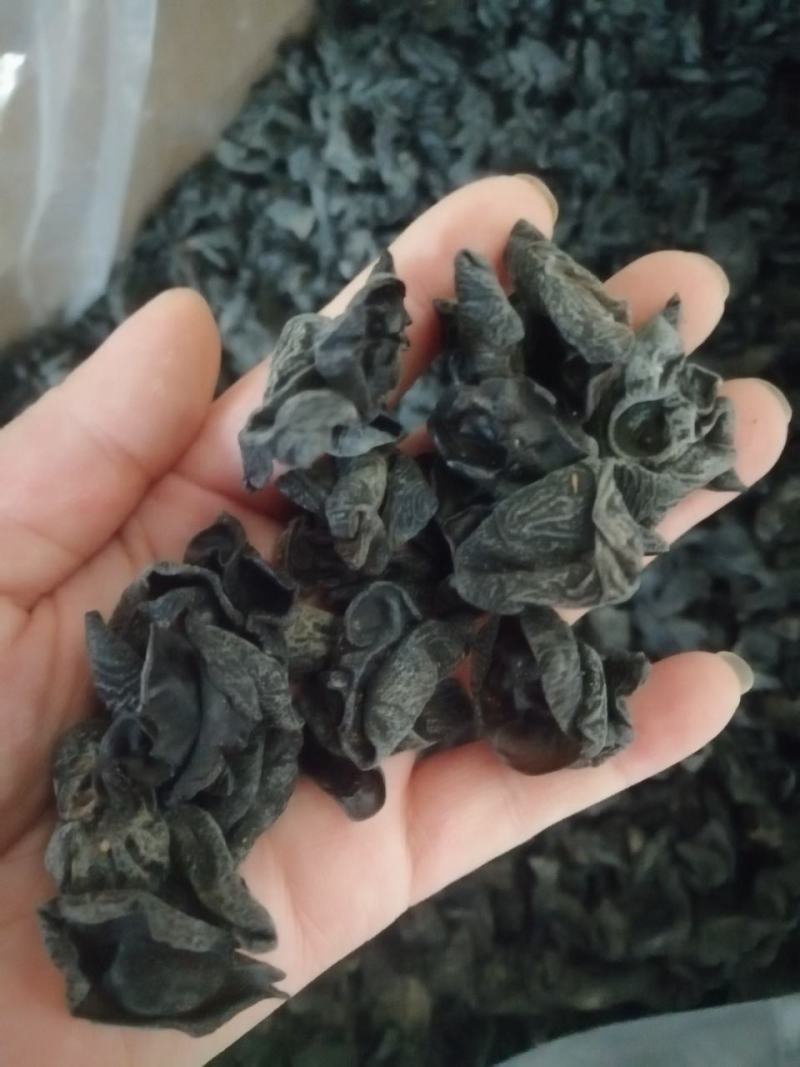 木耳东北小木耳地摊赶集热销产品产地直销