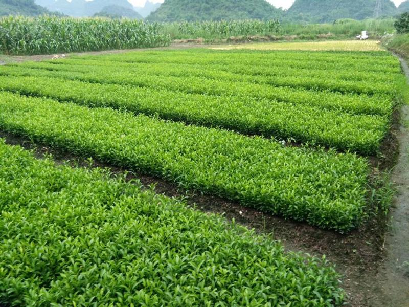 土柠檬苗柠檬实生苗红柠檬苗本地柠檬苗牛脚子苗