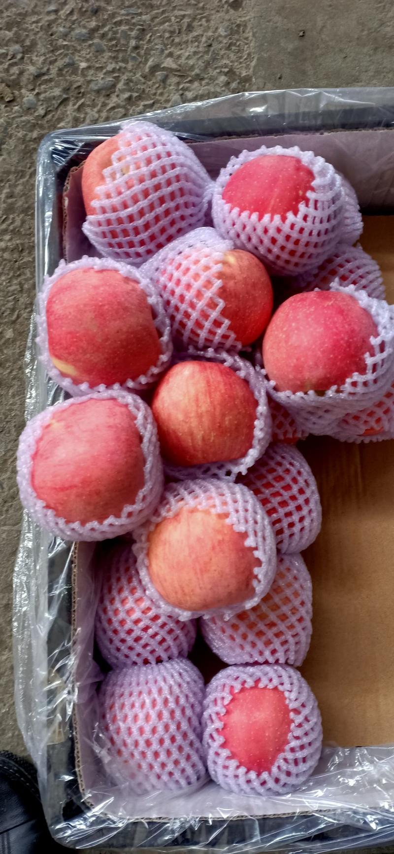 陕西落川精品纸袋红富士苹果，果个大，口感好，一手货源。