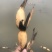 浅水藕苗高产藕苗白莲藕苗莲藕苗飘花藕苗
