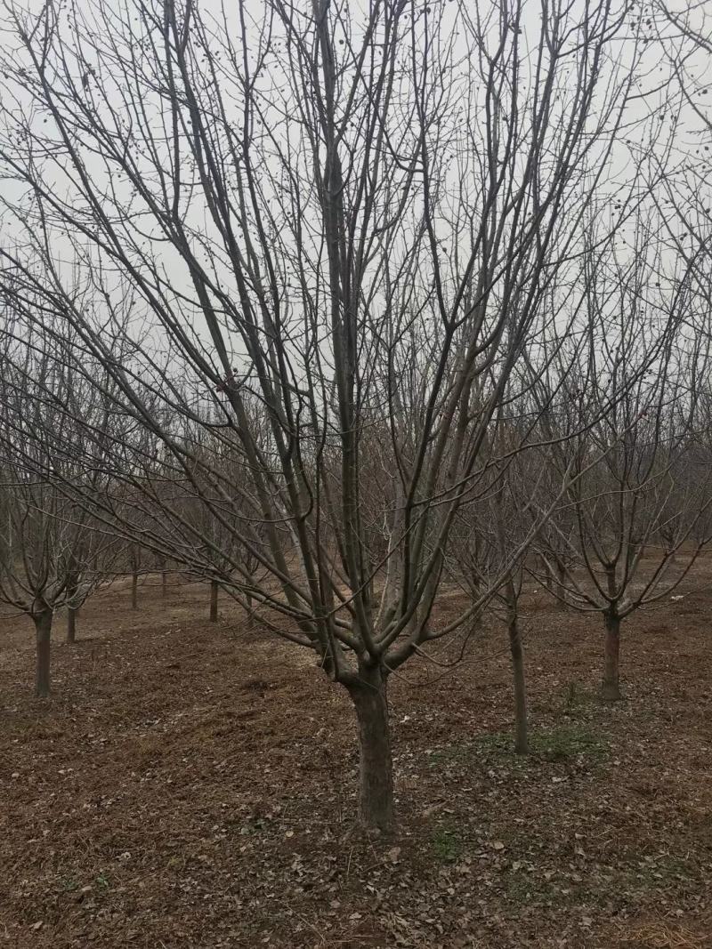 【苗圃直供】8公分10公分12公分西府绚丽海棠可视频验