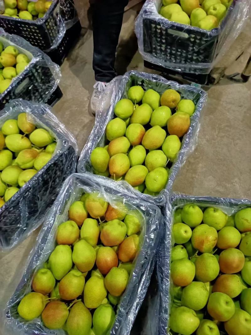 红香酥【酥梨】精品陕西梨脆甜多汁耐储存产地直发