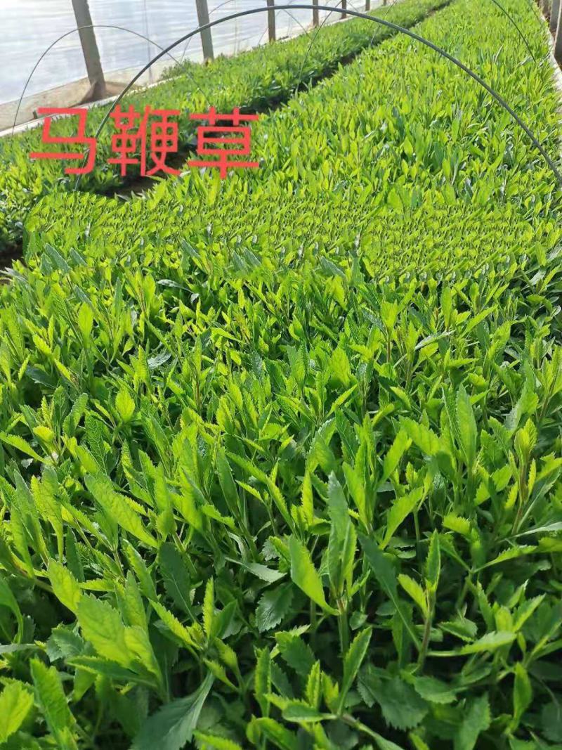 东方狼尾草，基地直销，常年销售各种绿化苗木。