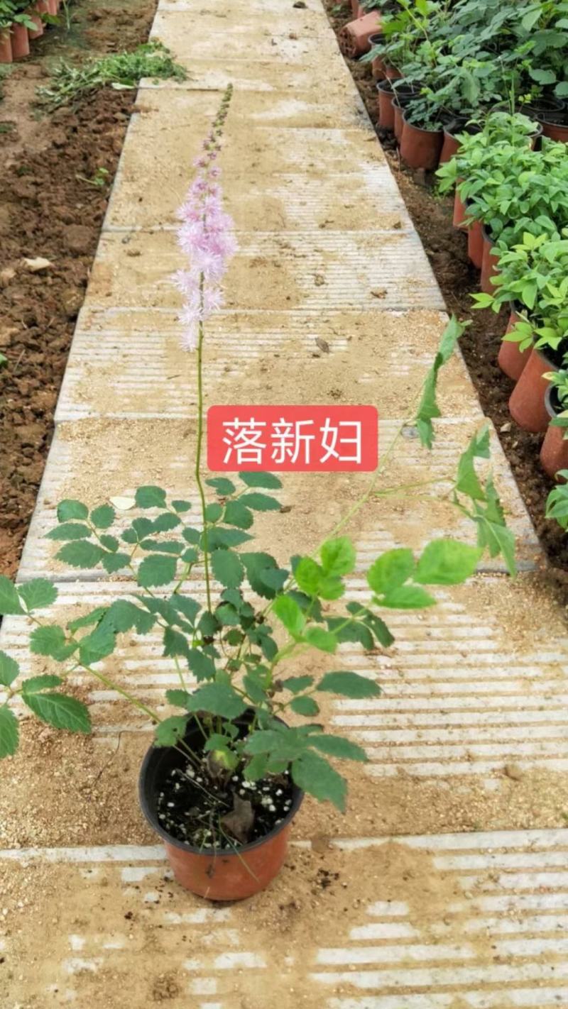 东方狼尾草，基地直销，常年销售各种绿化苗木。