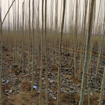 杨树苗基地直销，一手货源，全国各地发货，根细好，无病害