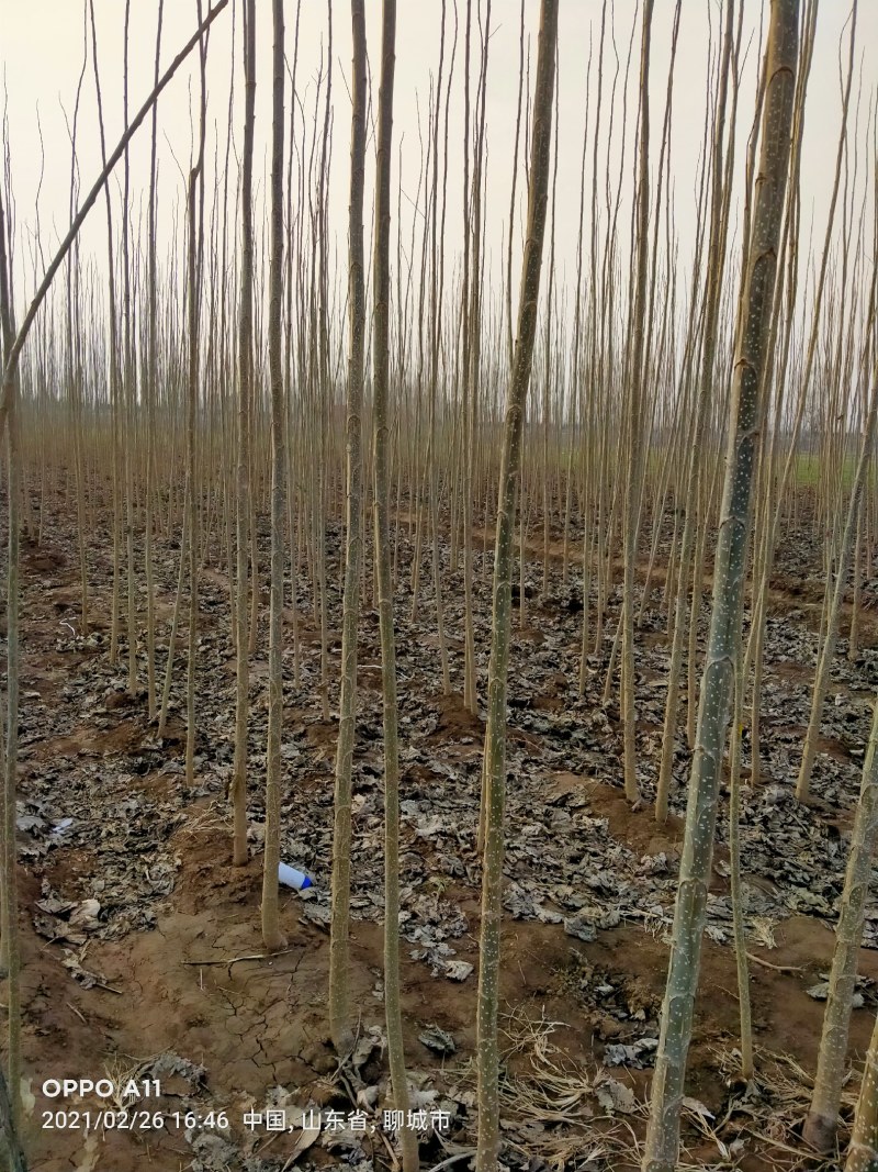 杨树苗基地直销，一手货源，全国各地发货，根细好，无病害