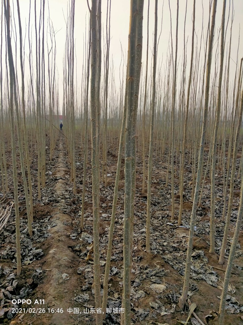 杨树苗基地直销，一手货源，全国各地发货，根细好，无病害