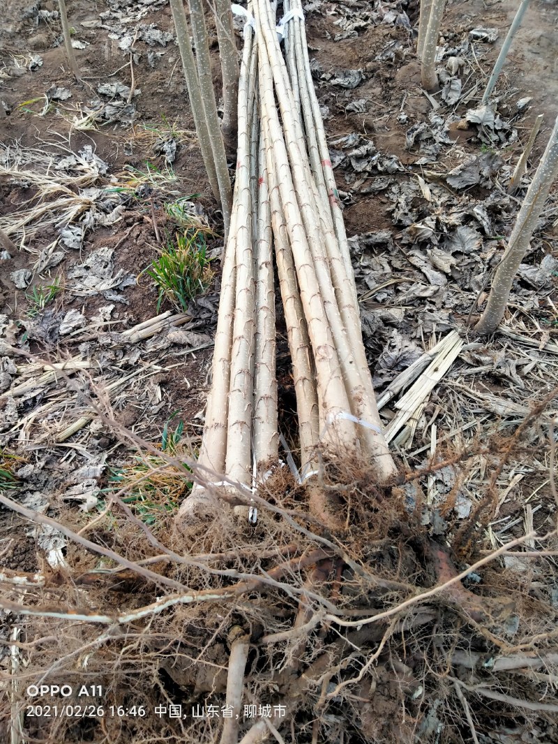 杨树苗基地直销，一手货源，全国各地发货，根细好，无病害