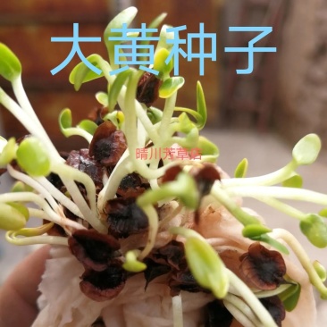 马蹄大黄新种子，99%发芽率，包品种，包邮费。