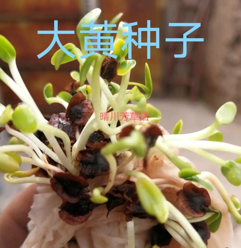 马蹄大黄新种子，99%发芽率，包品种，包邮费。
