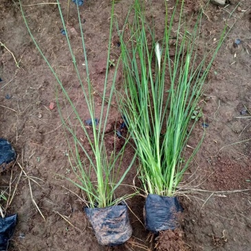 狼尾草,基地直销,常年各种绿化苗木齐全。