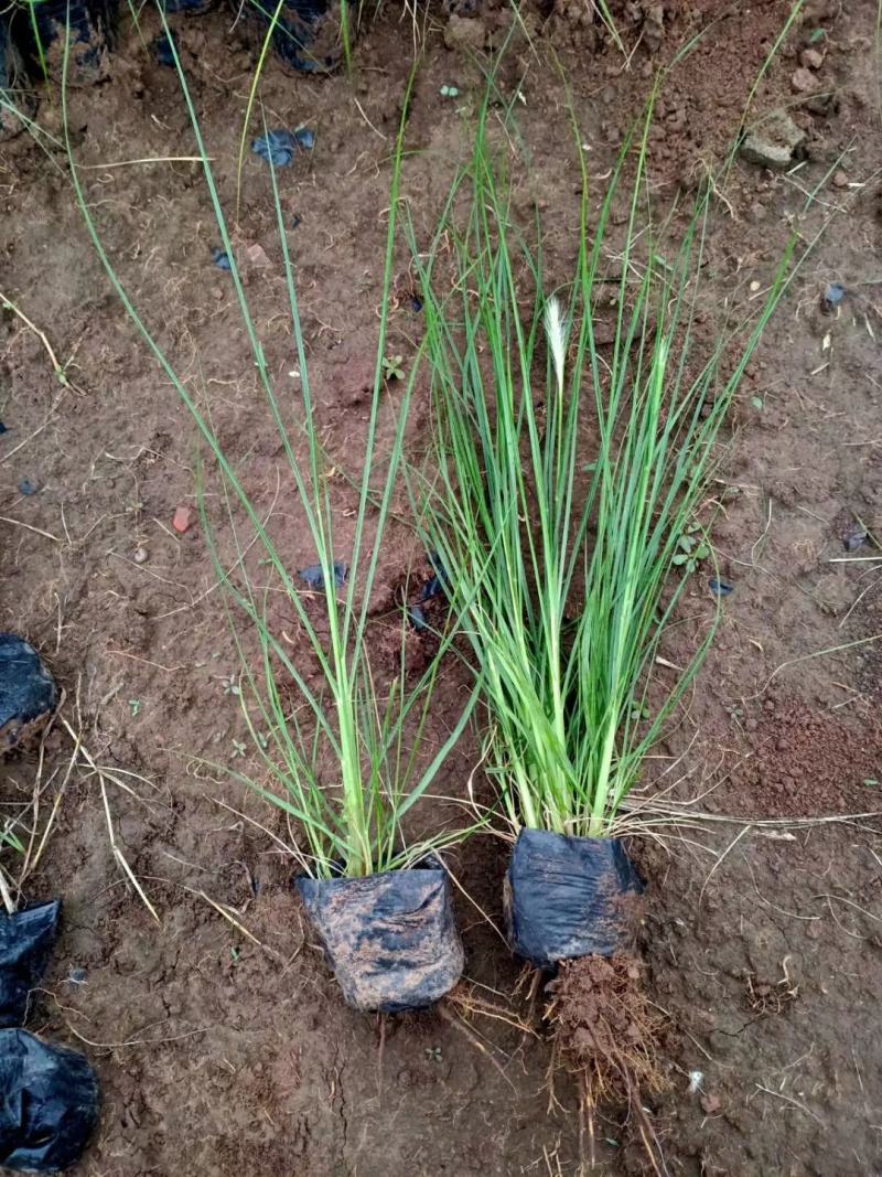 狼尾草，基地直销，常年各种绿化苗木齐全。