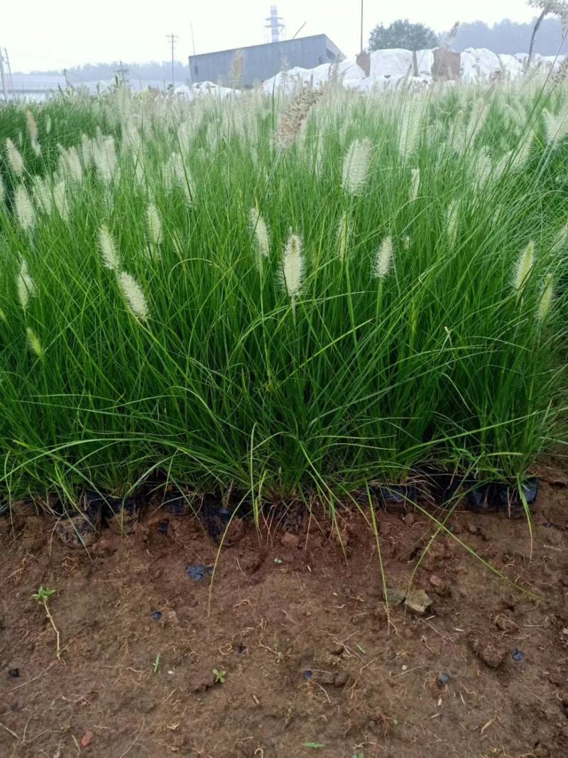 狼尾草，基地直销，常年各种绿化苗木齐全。