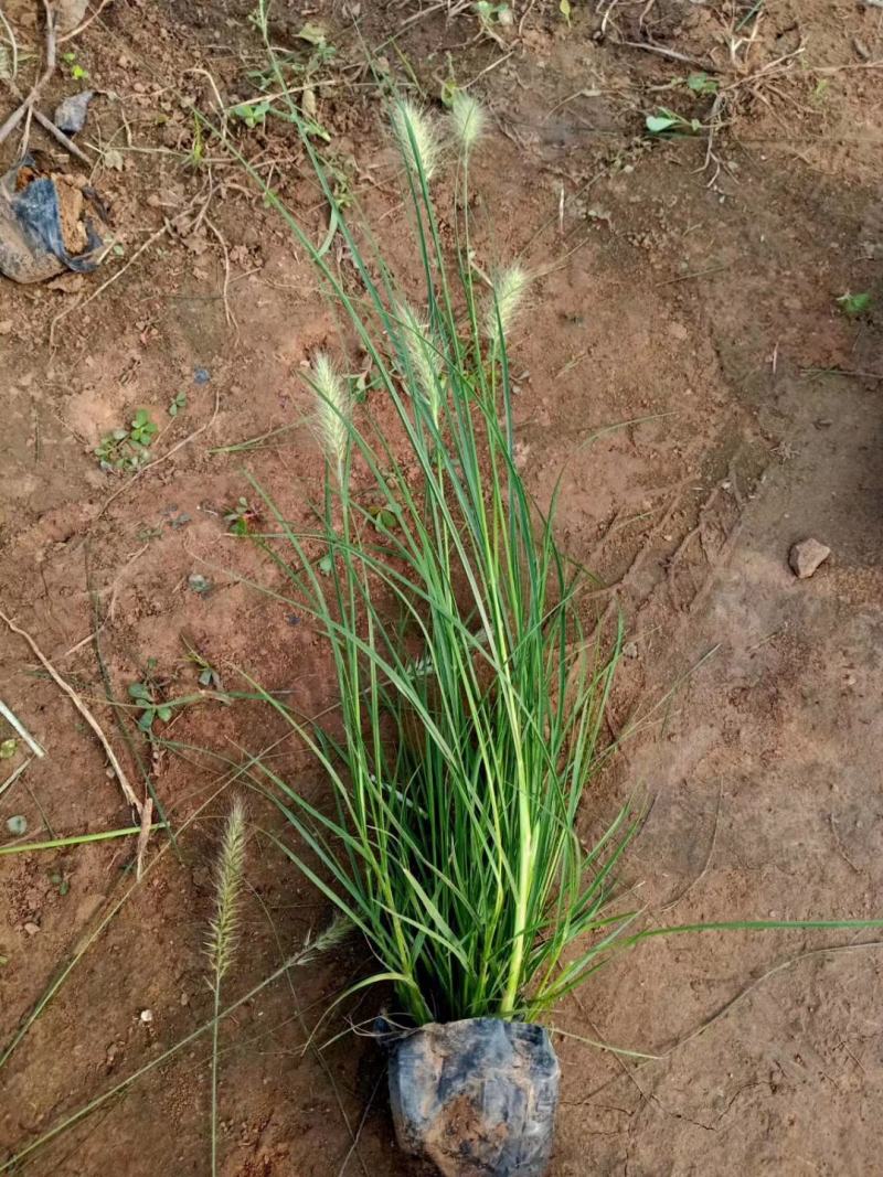 紫叶狼尾草，基地直销，常年销售各种绿化苗木。