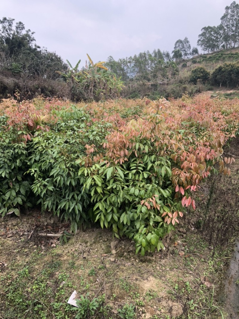 荔枝直生苗荔枝播种小苗20～1米高度荔枝芽苗