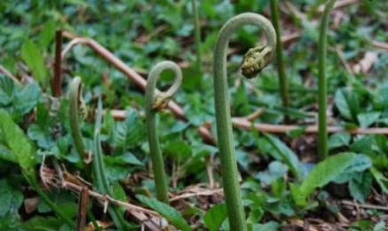 蕨菜，贵州自然天然生长
