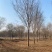【优质苗木】苗圃基地大量供15公分国槐可视频验货