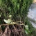曼迪亚红豆杉种植季节到了，欢迎新老客户惠顾