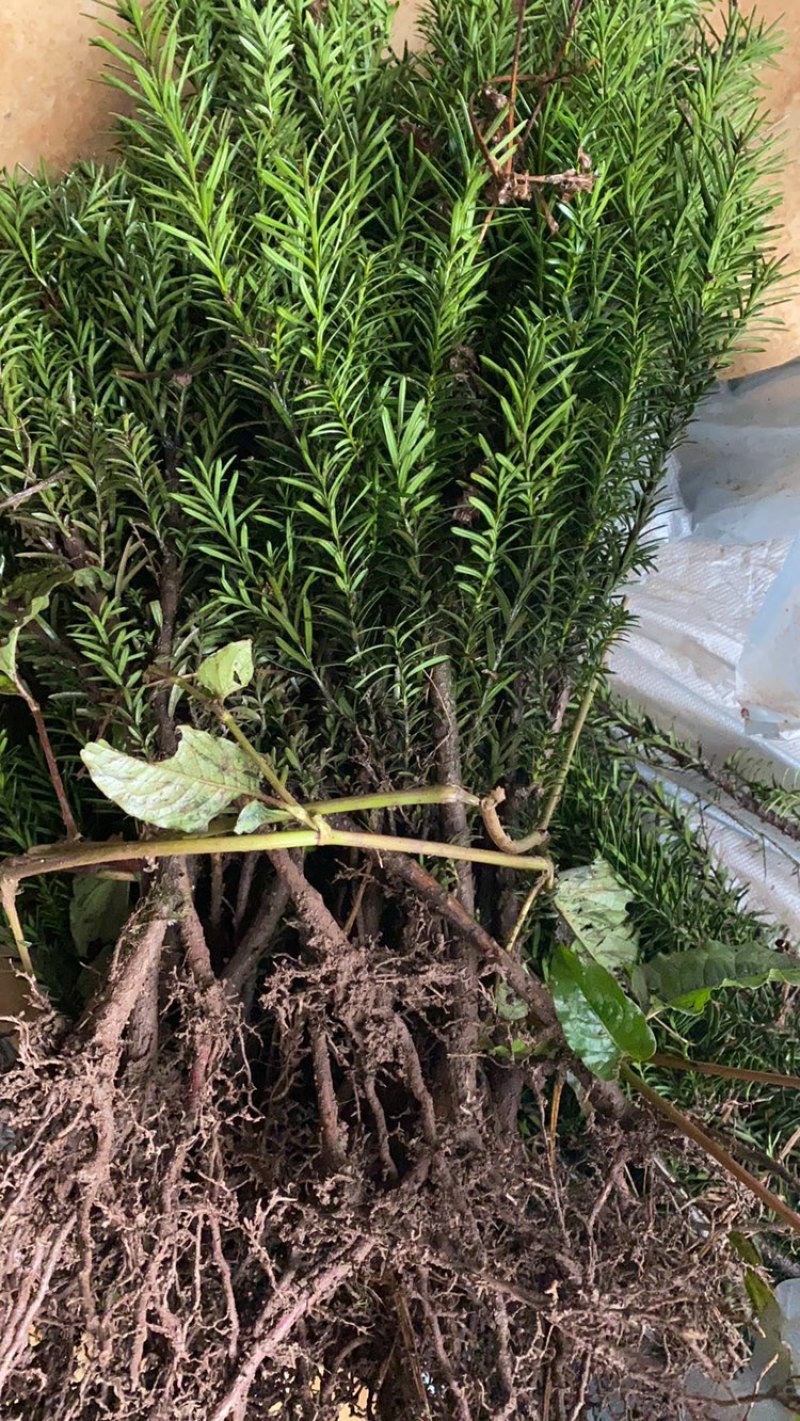 曼迪亚红豆杉种植季节到了，欢迎新老客户惠顾