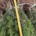 曼迪亚红豆杉种植季节到了，欢迎新老客户惠顾