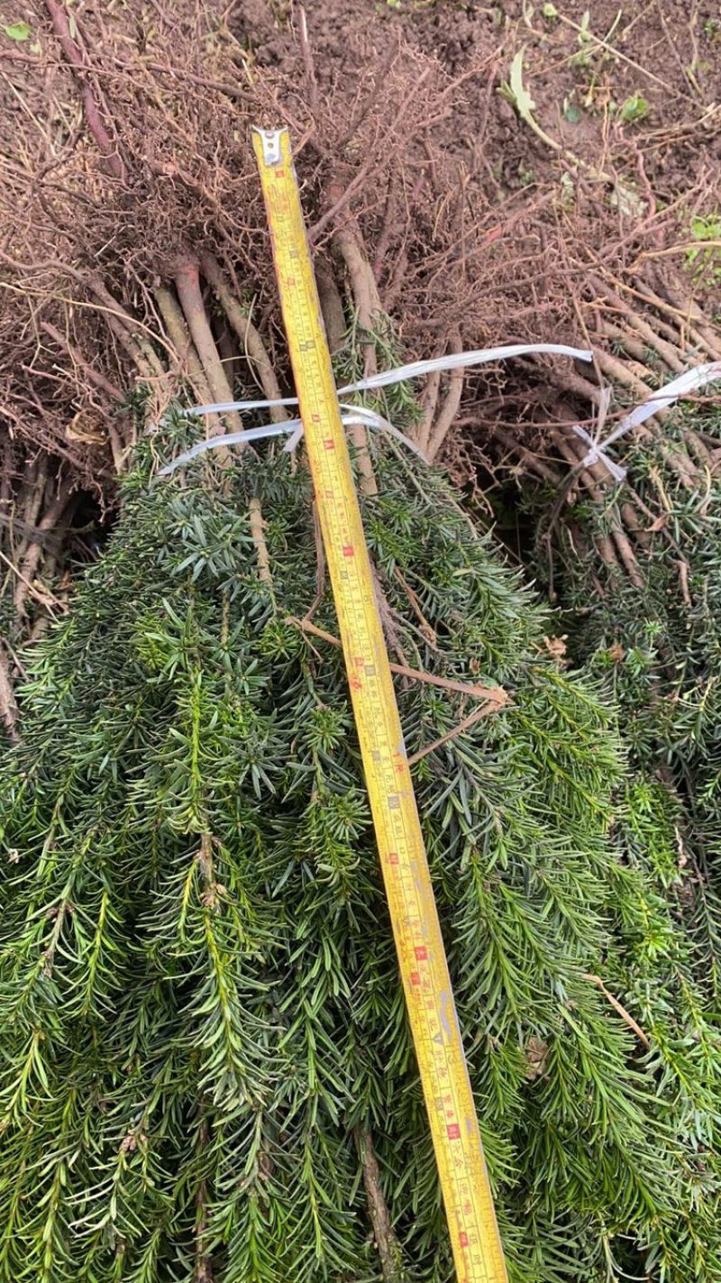 曼迪亚红豆杉种植季节到了，欢迎新老客户惠顾