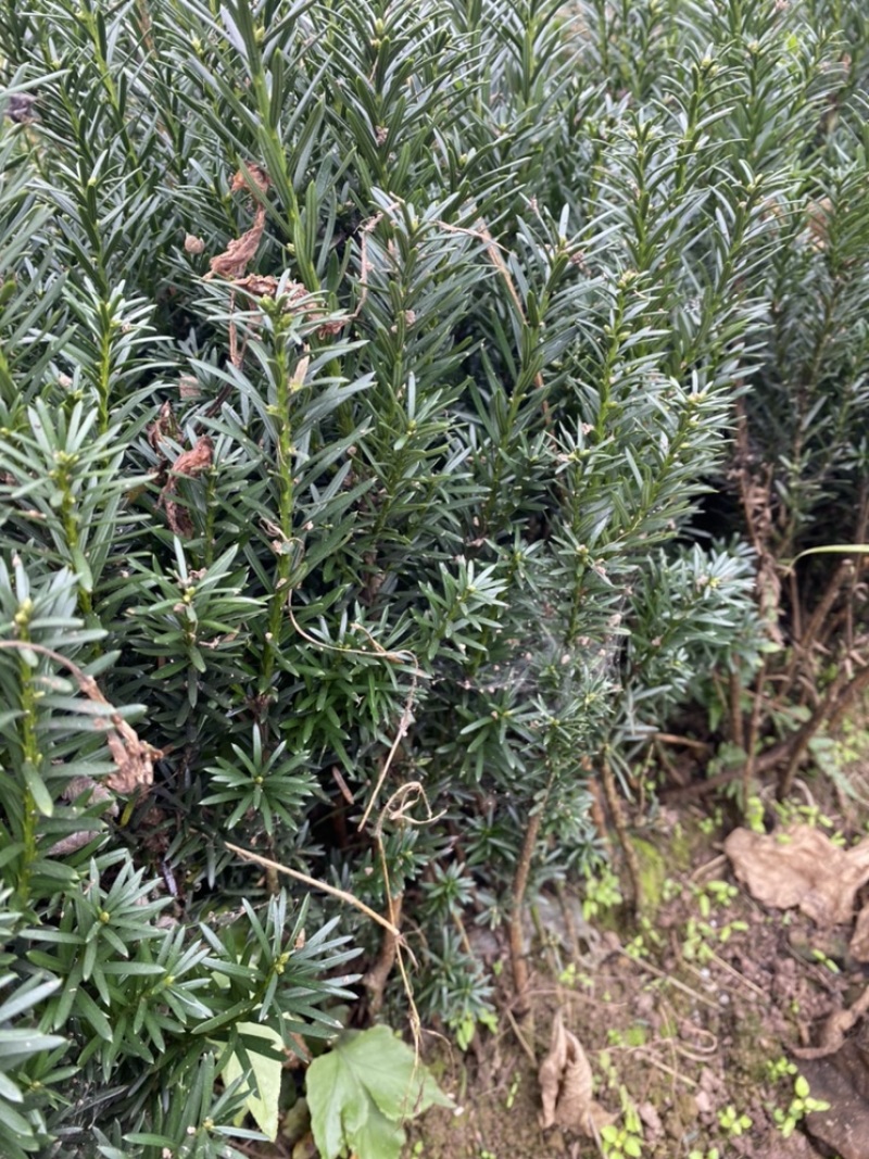 曼迪亚红豆杉种植季节到了，欢迎新老客户惠顾