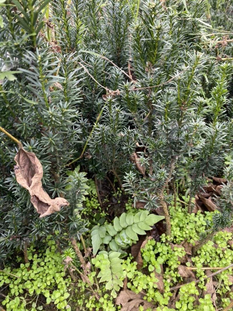 曼迪亚红豆杉种植季节到了，欢迎新老客户惠顾