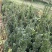 曼迪亚红豆杉种植季节到了，欢迎新老客户惠顾