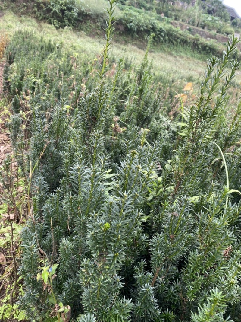 曼迪亚红豆杉种植季节到了，欢迎新老客户惠顾